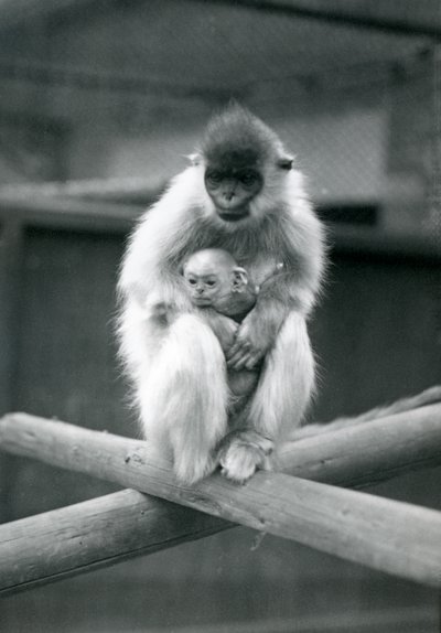 En Capped Langur holder baby mens han sitter på en bjelke. London Zoo, 6. oktober 1913 av Frederick William Bond