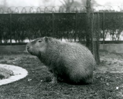 En Capybara som sitter i innhegningen i London Zoo i august 1927 av Frederick William Bond