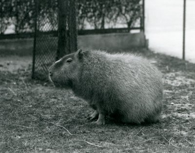 En kapybara som sitter i innhegningen i London Zoo i juni 1927 av Frederick William Bond