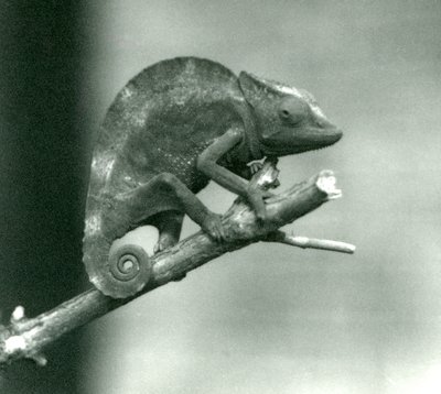 En kameleon som holder fast i enden av en gren, London Zoo, 1927 av Frederick William Bond