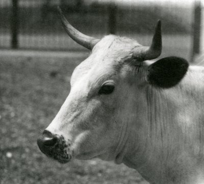 En Chartley-ku i London Zoo, juli 1924 av Frederick William Bond