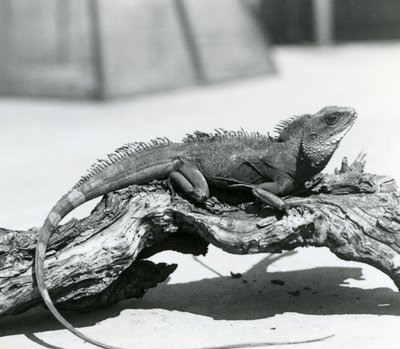En kinesisk/asiatisk/thailandsk/grønn vanndrage hviler på en tømmerstokk i London Zoo i 1928 (s/hv-bilde) av Frederick William Bond