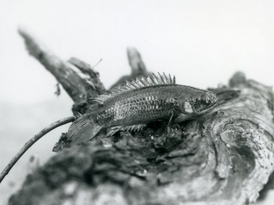 En klatreabbor hviler på en død gren, ute av vannet i London Zoo i september 1928 av Frederick William Bond