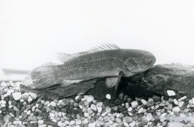 En klatreabbor hviler på steiner og grus i bunnen av tanken, i vann ved London Zoo i september 1928 av Frederick William Bond