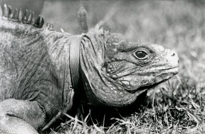 En Clouded Rock Iguana Methuselah, iført en krage, går på en plen i London Zoo, juli 1924 av Frederick William Bond