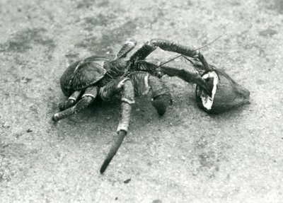 En kokosnøtt, eller røverkrabbe, som spiser kokosnøtt, London Zoo, juli 1927 av Frederick William Bond