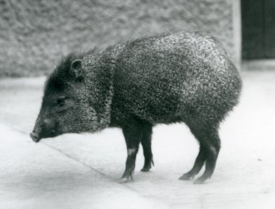 A Collared Peccary i London Zoo, 1927 av Frederick William Bond
