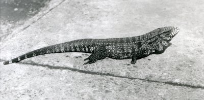 En CommonGoldGoldenBlackColumbian Tegu eller Tiger Lizard i London Zoo i august 1926 av Frederick William Bond