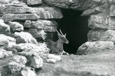 En vanlig eland som hviler i inngangen til lyet hans blant steinene i Eland/Antelope Paddock, London Zoo i 1929 (s/hv-bilde) av Frederick William Bond