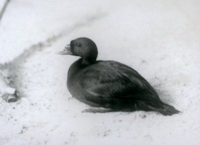 En vanlig skoter i London Zoo i 1925 av Frederick William Bond