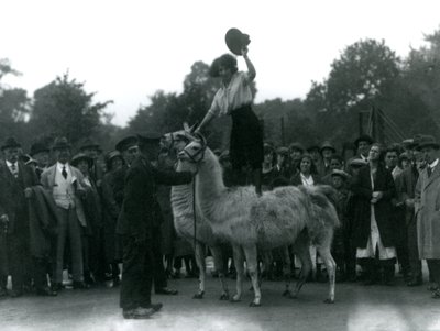 En cowgirl står over to lamaer under et besøk i London Zoo, i 1924 av Frederick William Bond