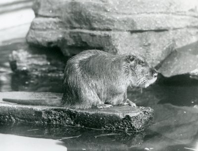 En Coypu sitter på en steinete avsats i et basseng i innhegningen i London Zoo, februar 1928 (s/hv-bilde) av Frederick William Bond