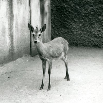 En kronet Sahel-vestafrikansk Bush Duiker i London Zoo i august 1927 av Frederick William Bond