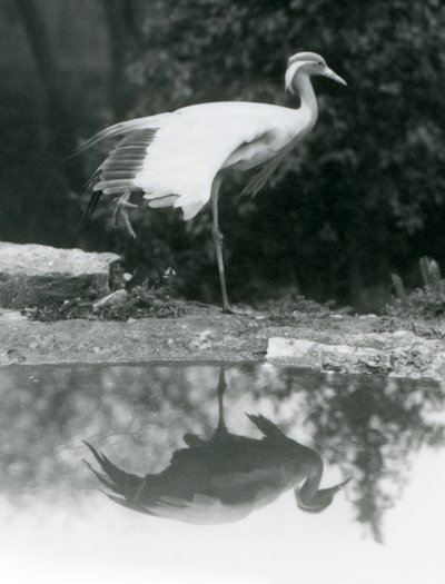 En Demoiselle Crane stående, på ett ben, med sin speillignende refleksjon i bassenget nedenfor, London Zoo av Frederick William Bond