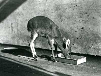 En Duiker som fôrer fra et brett på bakken, London Zoo, juli 1925 av Frederick William Bond