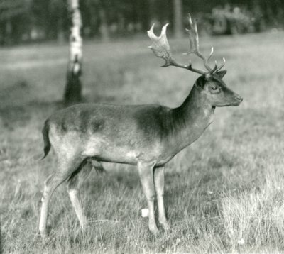 En dådyrbukk i London Zoo i oktober 1924 av Frederick William Bond