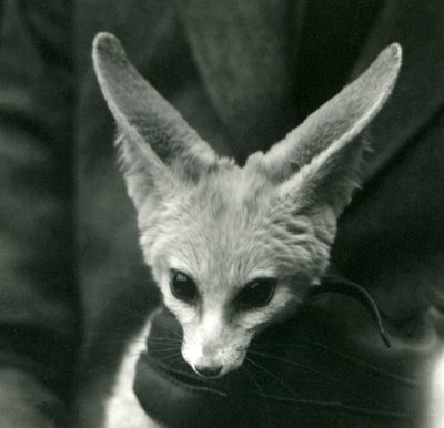 En Fennec Fox holdes rundt halsen av en hanskebeskyttet keeper, 1924 av Frederick William Bond