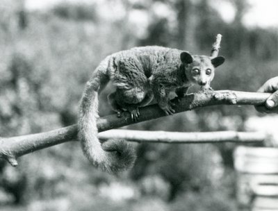 En Galago som går langs en gren som holdes av en keeper, London Zoo av Frederick William Bond
