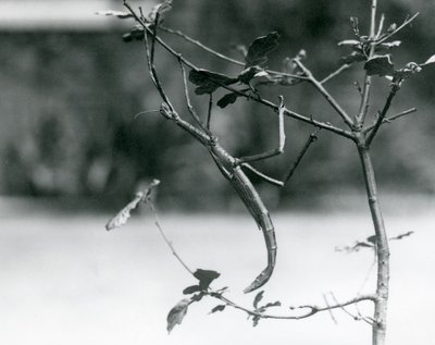 Et gigantisk pinneinsekt kamuflert på en kvist i London Zoo i 1923 av Frederick William Bond