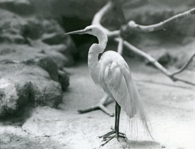 En Great Common Egret eller Great White Heron i avlsfjærdrakt, stående på gulvet i innhegningen i London Zoo i juni 1928 av Frederick William Bond
