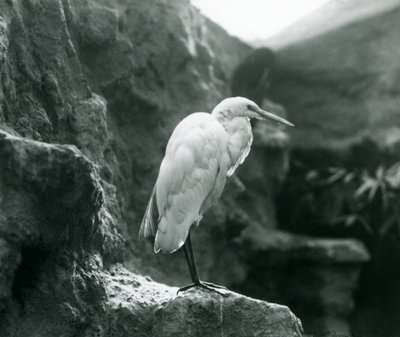 En Great Common Egret eller Great White Heron stående på en stein i London Zoo i september 1927 av Frederick William Bond