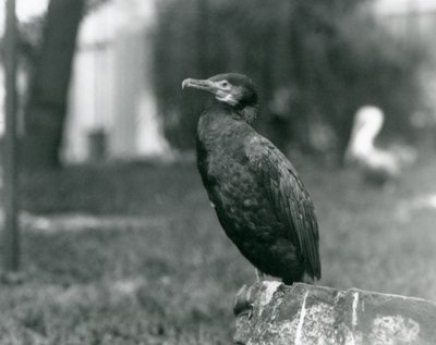 En storskarv i London Zoo i september 1927 av Frederick William Bond