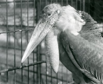 En større adjutantstork ved London Zoo i juli 1925 av Frederick William Bond