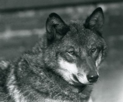 En grå ulv i London Zoo, 1925 av Frederick William Bond