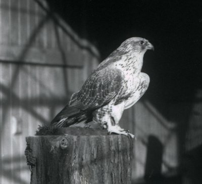 En Gyrfalcon hviler på en tømmerstokk, London Zoo, desember 1925 av Frederick William Bond