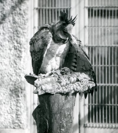 En Harpy Eagle i London Zoo, april 1914 av Frederick William Bond