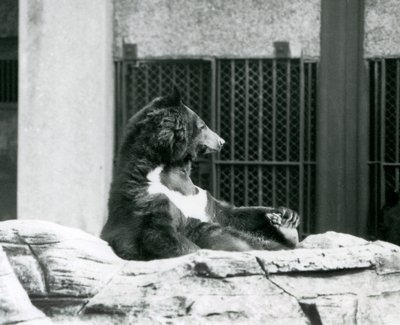 En svartbjørn fra Himalaya som sitter tilbake på steiner og holder tærne, London Zoo av Frederick William Bond