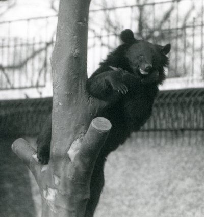 En Himalaya brunbjørn Isabelline Bear Dzu-Teh i et tre i London Zoo i 1925 av Frederick William Bond