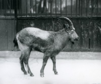En steinbukk fra Himalaya som står ved London Zoo, 1927 av Frederick William Bond