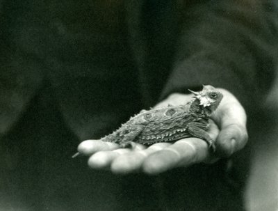 A Horned Lizard hviler i sin vokterhånd, London Zoo, april 1923 (bw-bilde) av Frederick William Bond
