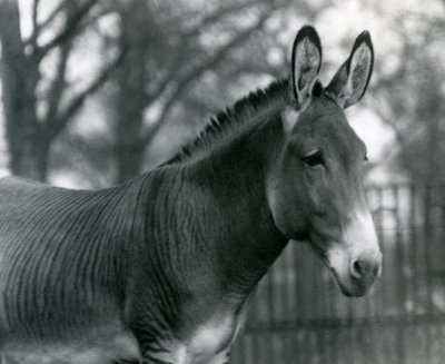 En hybrid sebra i London Zoo i juli 1924 av Frederick William Bond