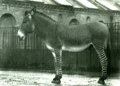 En hybrid sebra i innhegningen i London Zoo, 1924 (bw-bilde) av Frederick William Bond