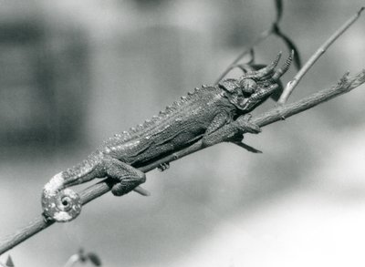 En Jacksons kameleon som holder på en gren, London Zoo, august 1926 av Frederick William Bond