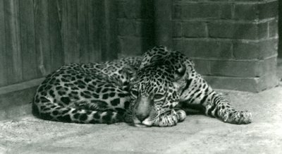 En Jaguar hviler i London Zoo i juni 1924 av Frederick William Bond