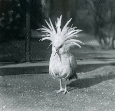 En Kagu eller Cagu som viser frem sine toppfjær i London Zoo, juni 1921 av Frederick William Bond