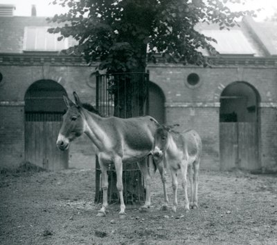 En KiangTibetan Wild Ass KhyangGorkhar og føllet hennes står under et tre i paddocken deres, London Zoo, august 1927 av Frederick William Bond