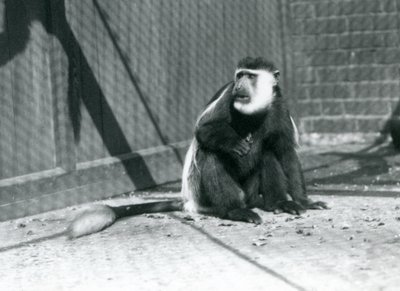 En Kikuyu svart-hvitt Colobus-ape sitter i innhegningen i London Zoo i juli 1925 av Frederick William Bond
