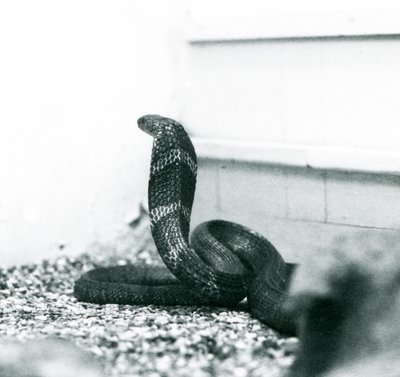 En King Cobra Hamadryad i London Zoo, oktober 1925 av Frederick William Bond