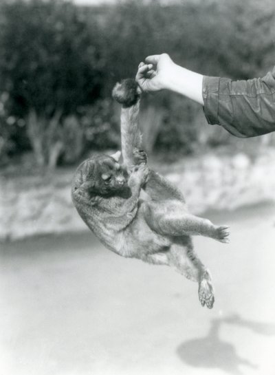 En Kinkajou hengt opp fra en keeper-finger i sin gripende hale, London Zoo, september 1925 av Frederick William Bond