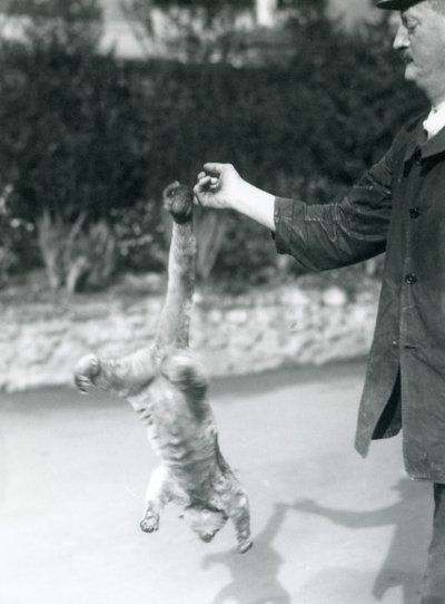 En Kinkajou hengt opp ned, fra en keeperfinger, ved sin gripende hale, London Zoo, september 1925 av Frederick William Bond