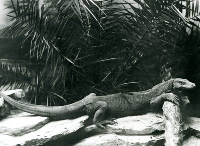 En Komodo DragonMonitor hviler nakken og forbena opp mot en tømmerstokk i London Zoo i juni 1927 av Frederick William Bond