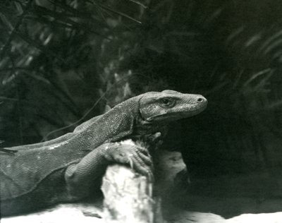 En Komodo DragonMonitor hviler nakken og forbena opp mot en tømmerstokk i London Zoo i juni 1927 av Frederick William Bond