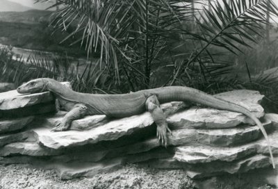 En Komodo Dragon Monitor hviler på en steinete vegg i London Zoo i 1927 av Frederick William Bond