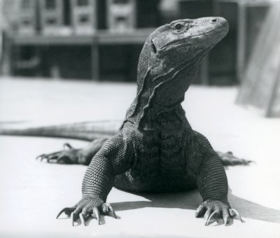 En Komodo-drage i London Zoo, august 1928 av Frederick William Bond