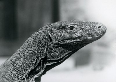 En Komodo-drage i London Zoo i august 1928 (s/hvitt-bilde) av Frederick William Bond
