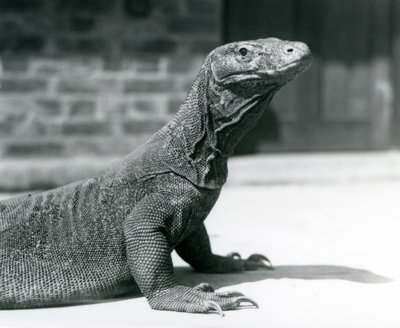 En Komodo-drage i London Zoo i august 1928 (s/hvitt-bilde) av Frederick William Bond
